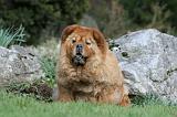 CHOW CHOW 676